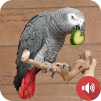 African Grey Parrot Sounds