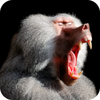 Baboon Sounds