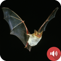 Bat Sounds