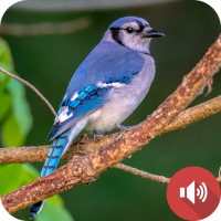 Blue Jay Sounds