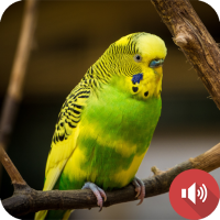 Budgerigar Sounds