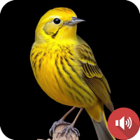 Canary Bird Sounds