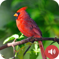 Cardinal Bird Sounds