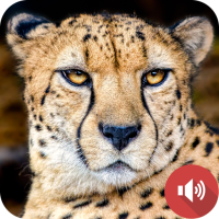 Cheetah Sounds