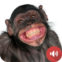 Chimpanzee Sounds