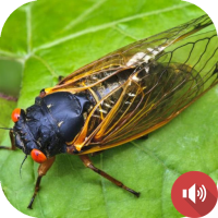 Cicada Sounds
