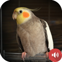 Cockatiel Sounds