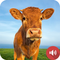 Cow Sounds