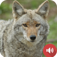 Coyote Sounds