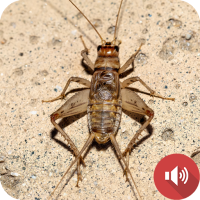 Cricket Sounds
