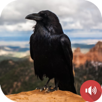 Crow Sounds