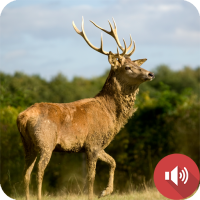 Deer Sounds