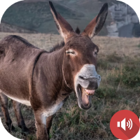 Donkey Sounds