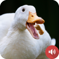 Duck Sounds