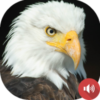 Eagle Sounds