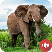 Elephant Sounds