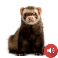 Ferret Sounds