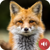 Fox Sounds