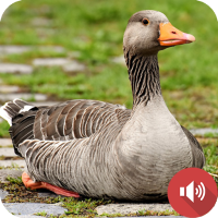 Goose Sounds