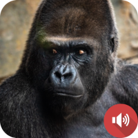 Gorilla Sounds