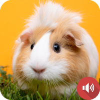 Guinea Pig Sounds