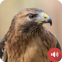 Hawk Sounds
