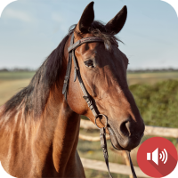Horse Sounds