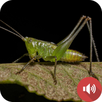 Katydid Sounds