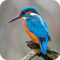 Kingfisher Sounds