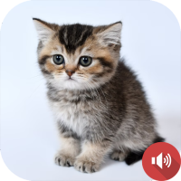 Kitten Sounds