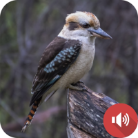 Laughing Kookaburra Sounds