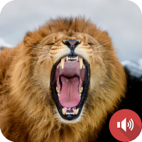 Lion Sounds