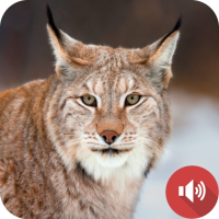 Lynx Sounds
