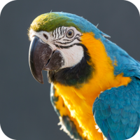 Macaw Bird Sounds
