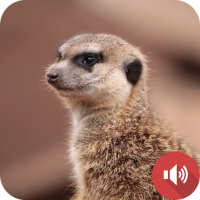 Mongoose Sounds