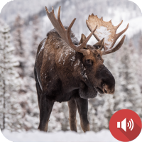 Moose Sounds