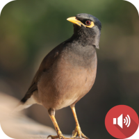 Mynas Bird Sounds