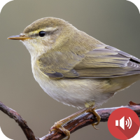 Nightingale Bird Sounds