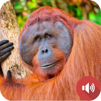 Orangutan Sounds