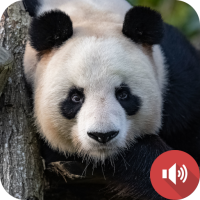 Panda Sounds
