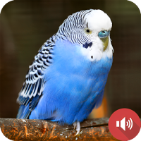 Parakeet Sounds
