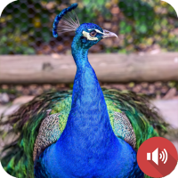 Peacock Sounds