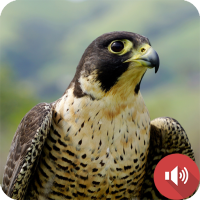Peregrine Falcon Sounds