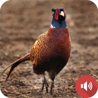 Pheasant Sounds