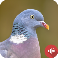 Pigeon Sounds
