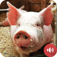 Pig Sounds