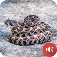 Rattlesnake Sounds