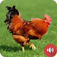 Red Junglefowl Sounds
