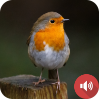 Robin Sounds