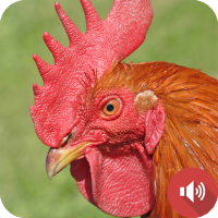 Rooster Sounds